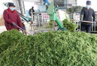 大量幾百噸廢棄菜葉回收利用生產(chǎn)工藝，果蔬垃圾廢菜葉怎么處理？